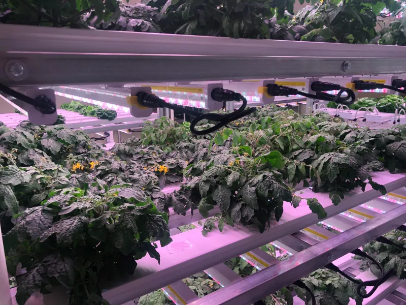 Controlled Environment Agriculture Full Certificate