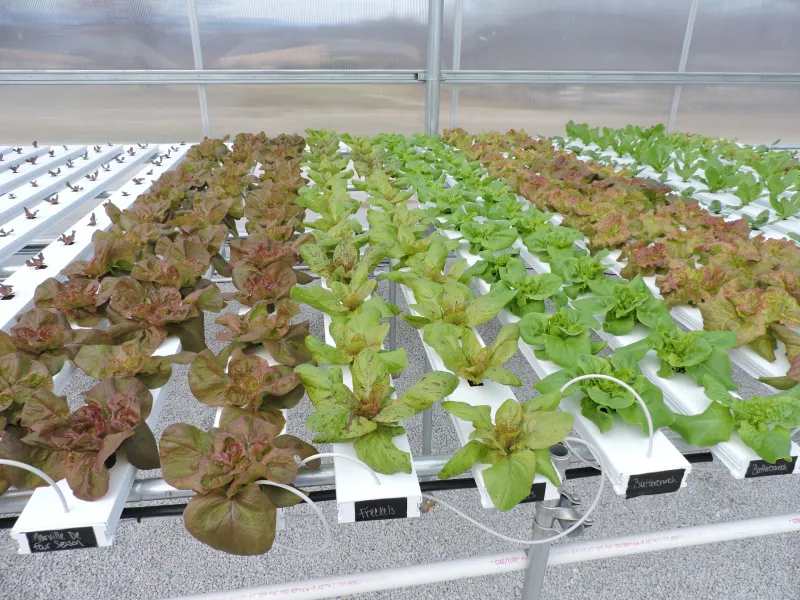Controlled Environment Agriculture Subject Badges